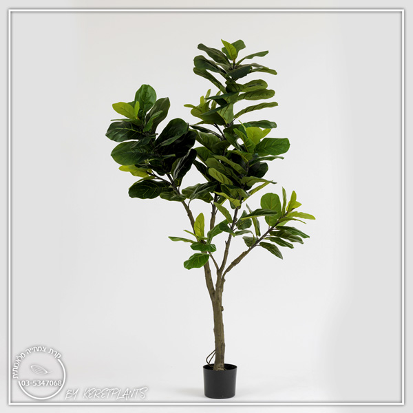 פיקוס כינורי 1.80 מ