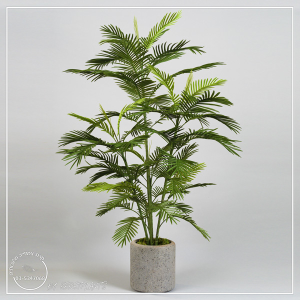 דקל אריקה 1.8 מ